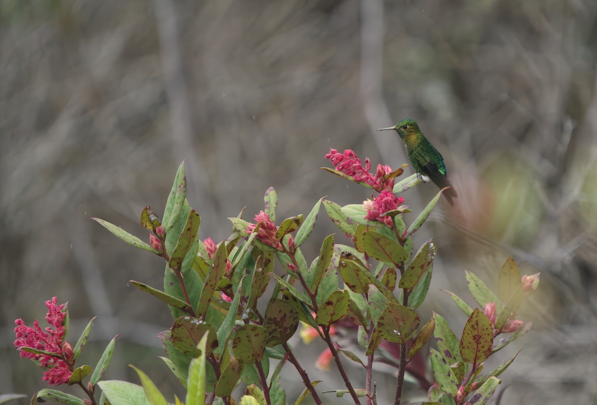 Gorgeted Puffleg - ML592102411