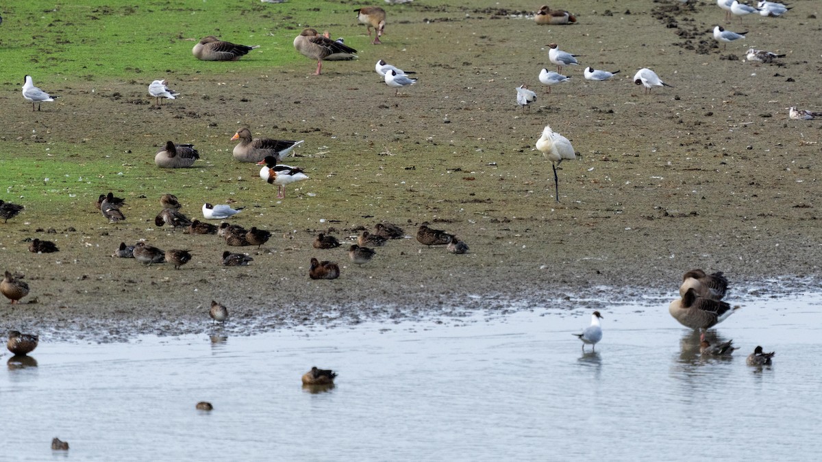 Common Shelduck - ML592102601