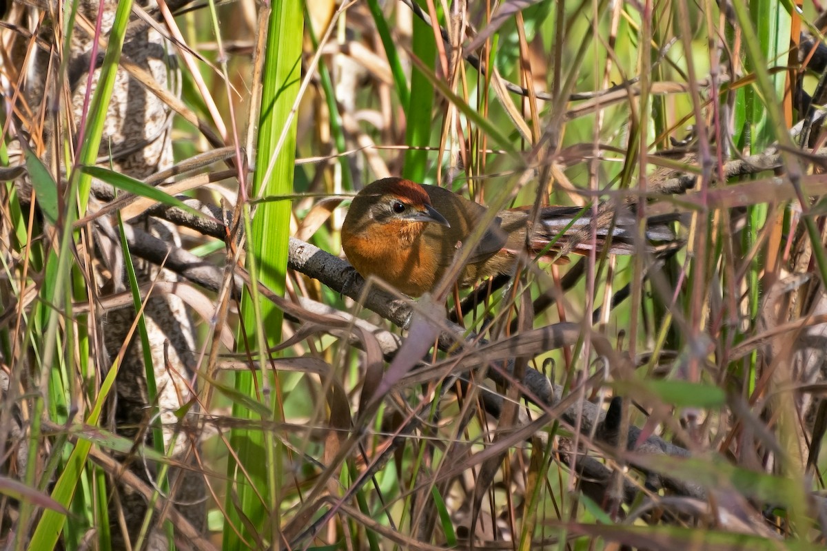 Orange-breasted Thornbird - ML592103151