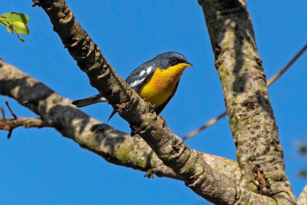 Tropical Parula - ML592103231