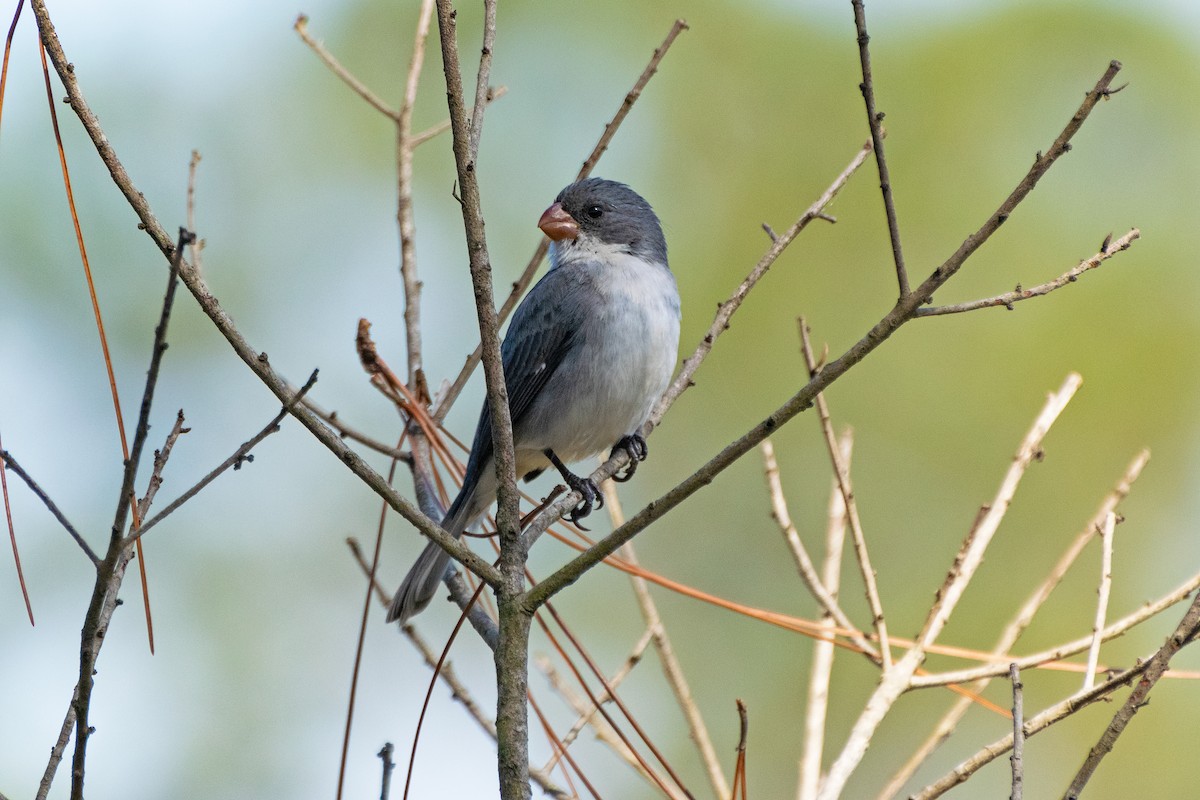 White-bellied Seedeater - ML592103251