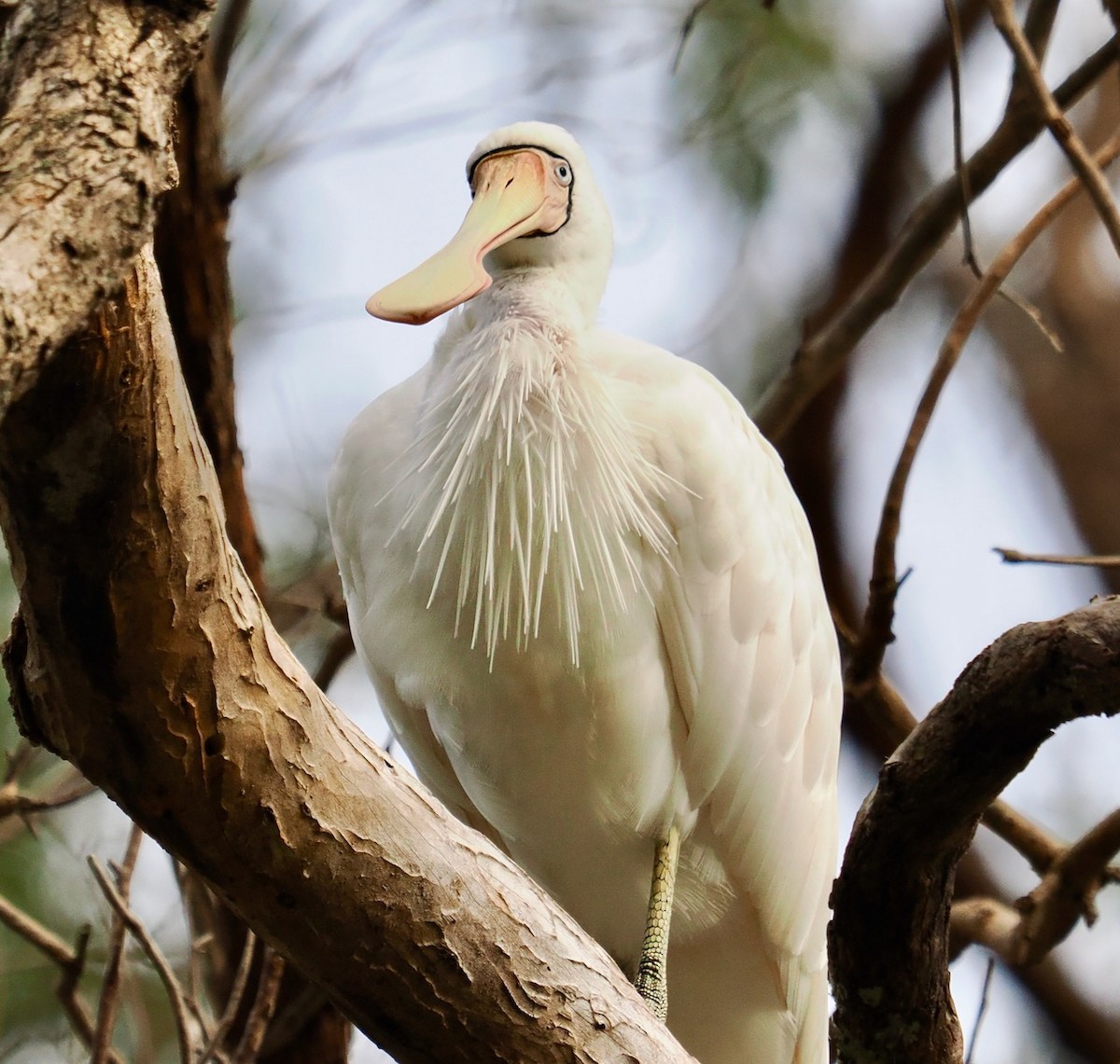 Yellow-billed Spoonbill - ML592103901