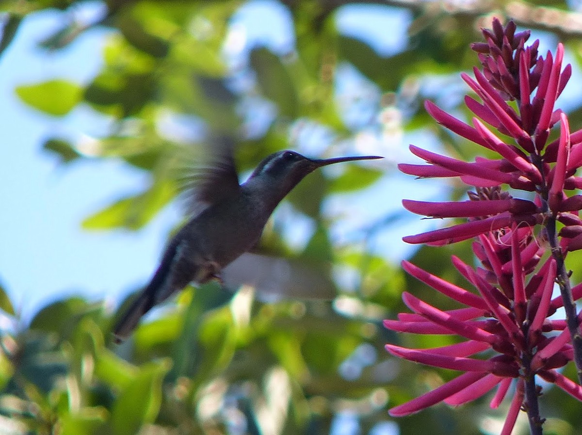 Colibri à gorge bleue - ML592103911