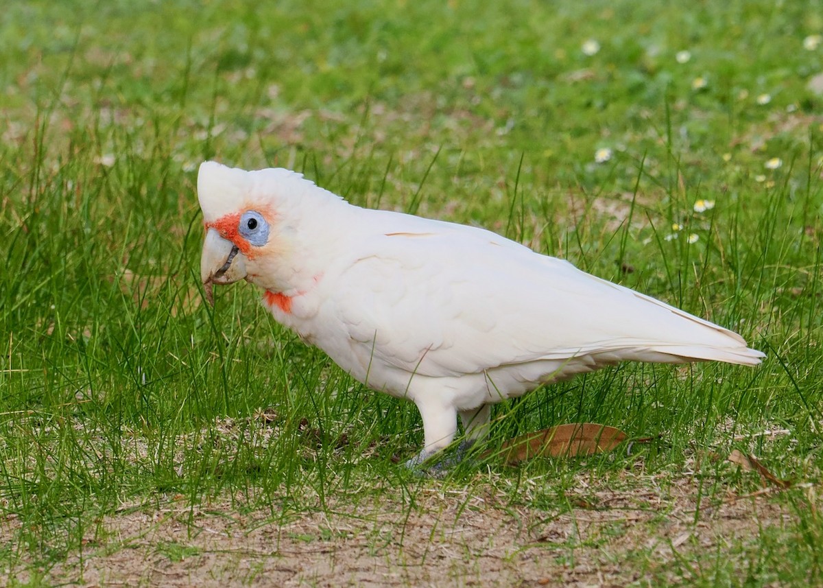 Long-billed Corella - ML592103921