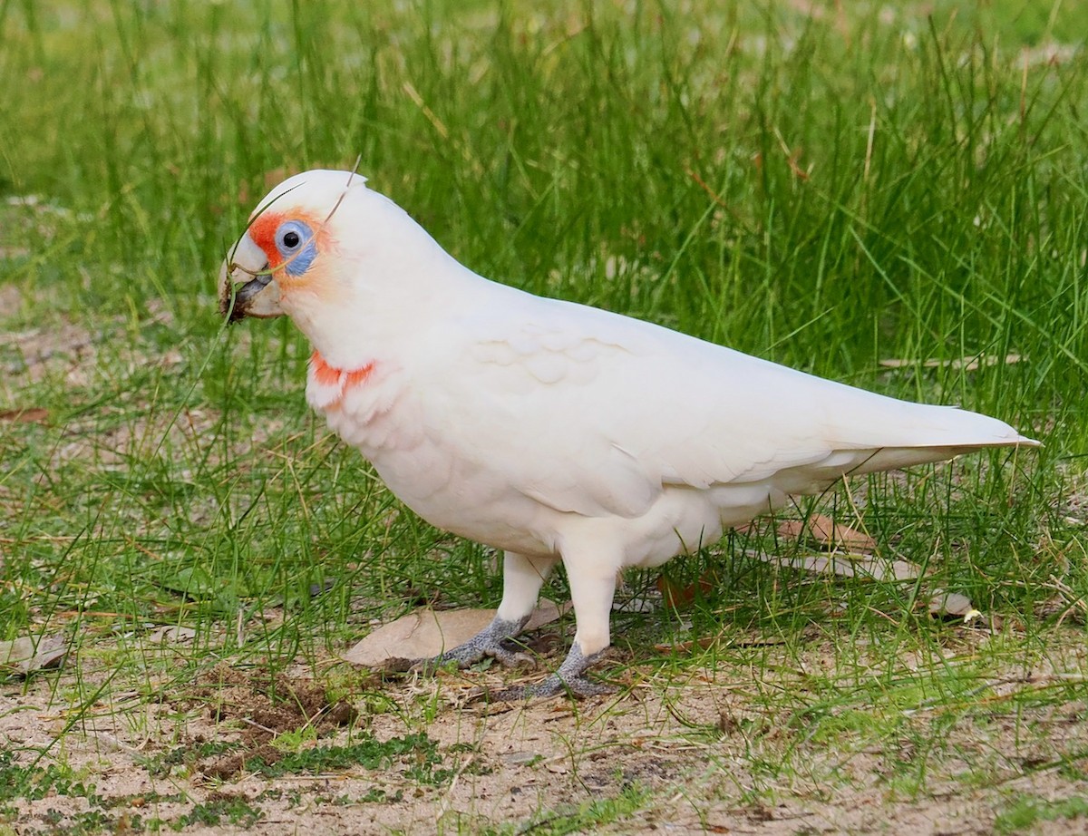 Long-billed Corella - ML592103931