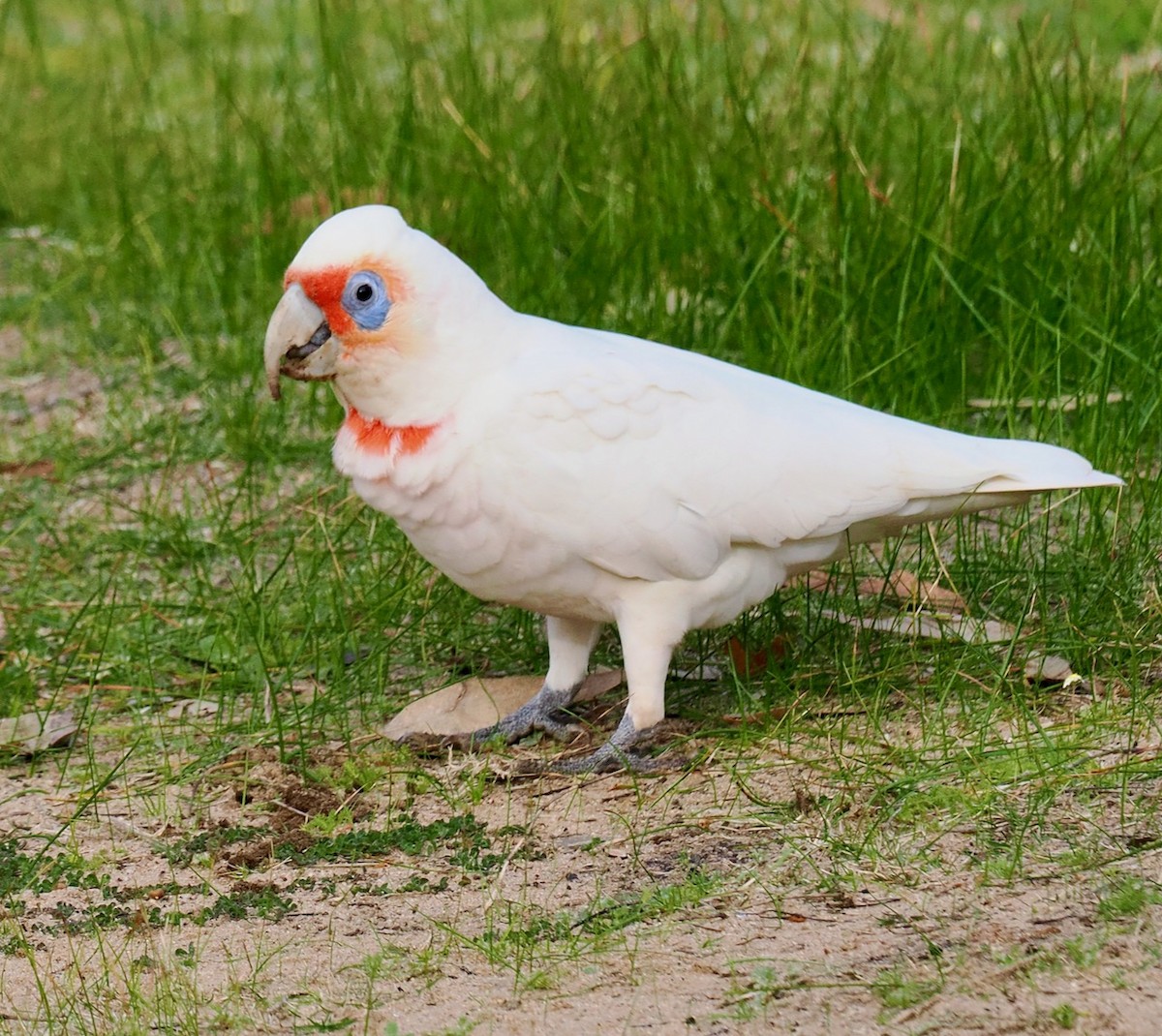 Long-billed Corella - ML592103941