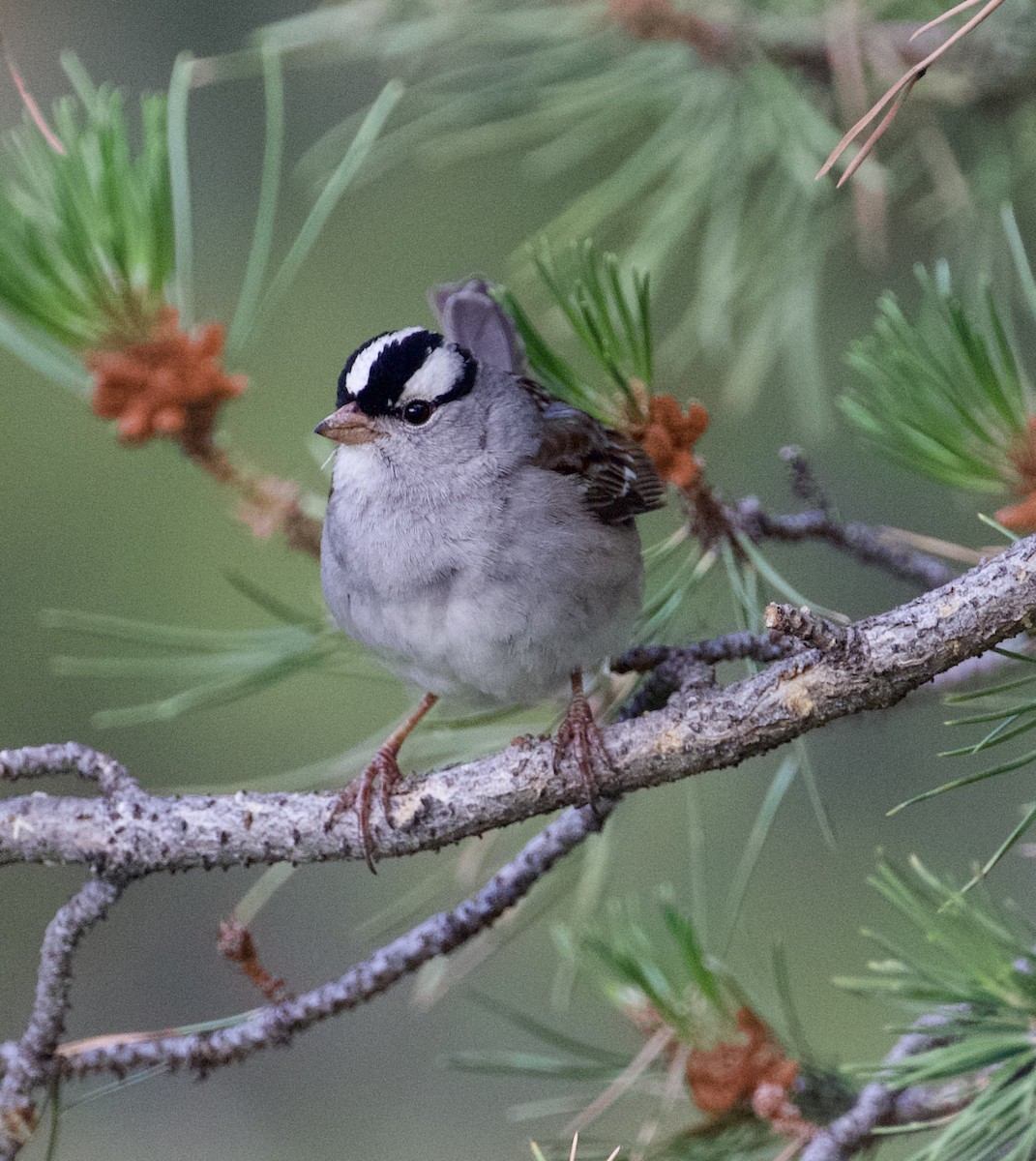 White-crowned Sparrow - ML592104451