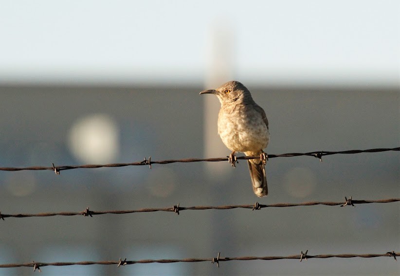 Curve-billed Thrasher - ML592104651