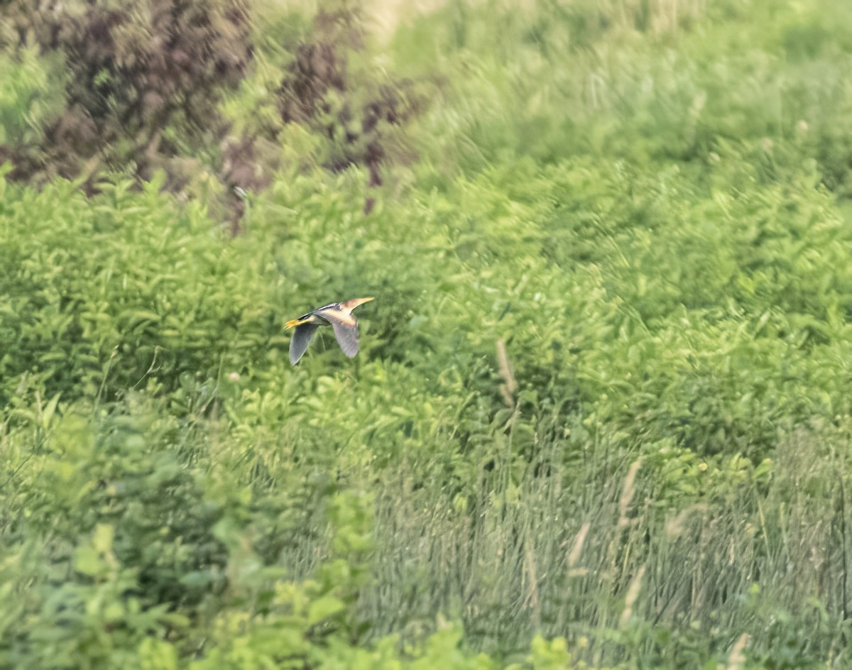 Least Bittern - Amy Bedard