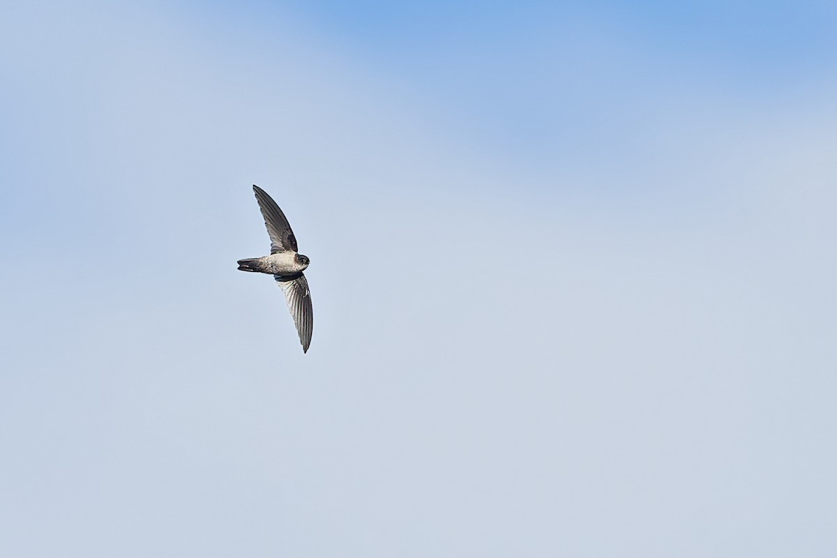 Mountain Swiftlet - Dubi Shapiro