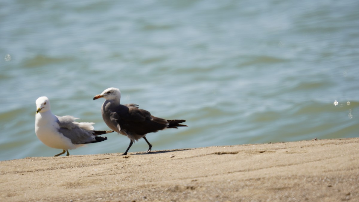 Heermann's Gull - ML592105931