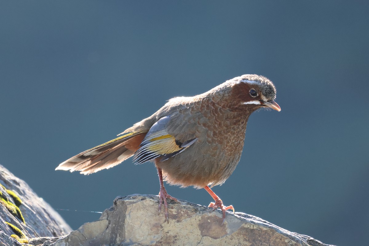 White-whiskered Laughingthrush - ML592106131