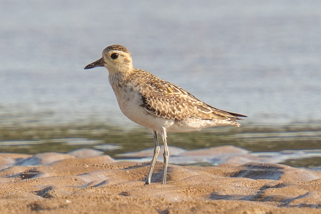 Black-bellied Plover - ML592106541