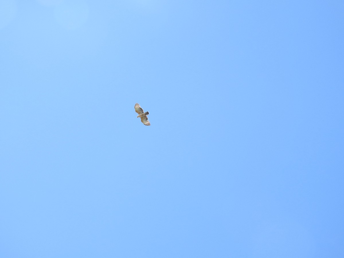 Mountain Hawk-Eagle - ML592106691