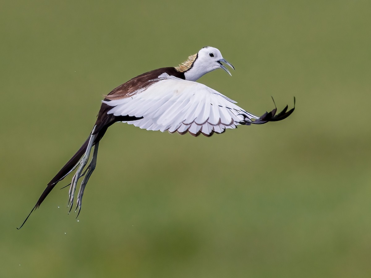 Pheasant-tailed Jacana - ML592107101