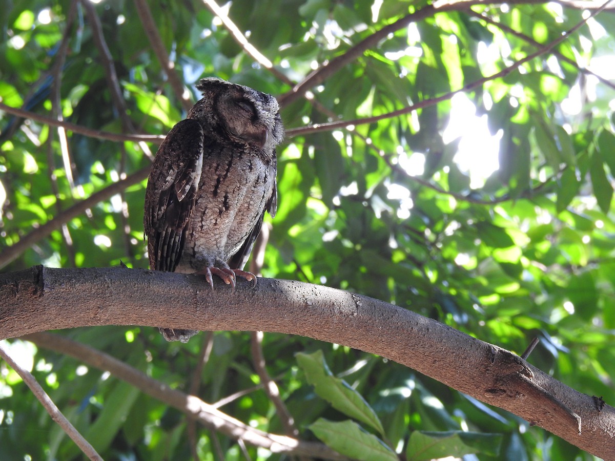 Collared Scops-Owl - ML592108131