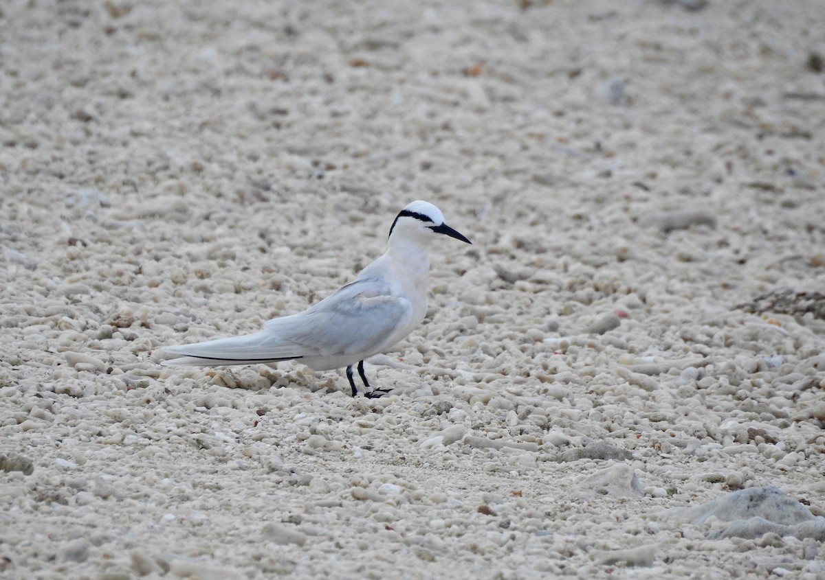 Black-naped Tern - ML592108181