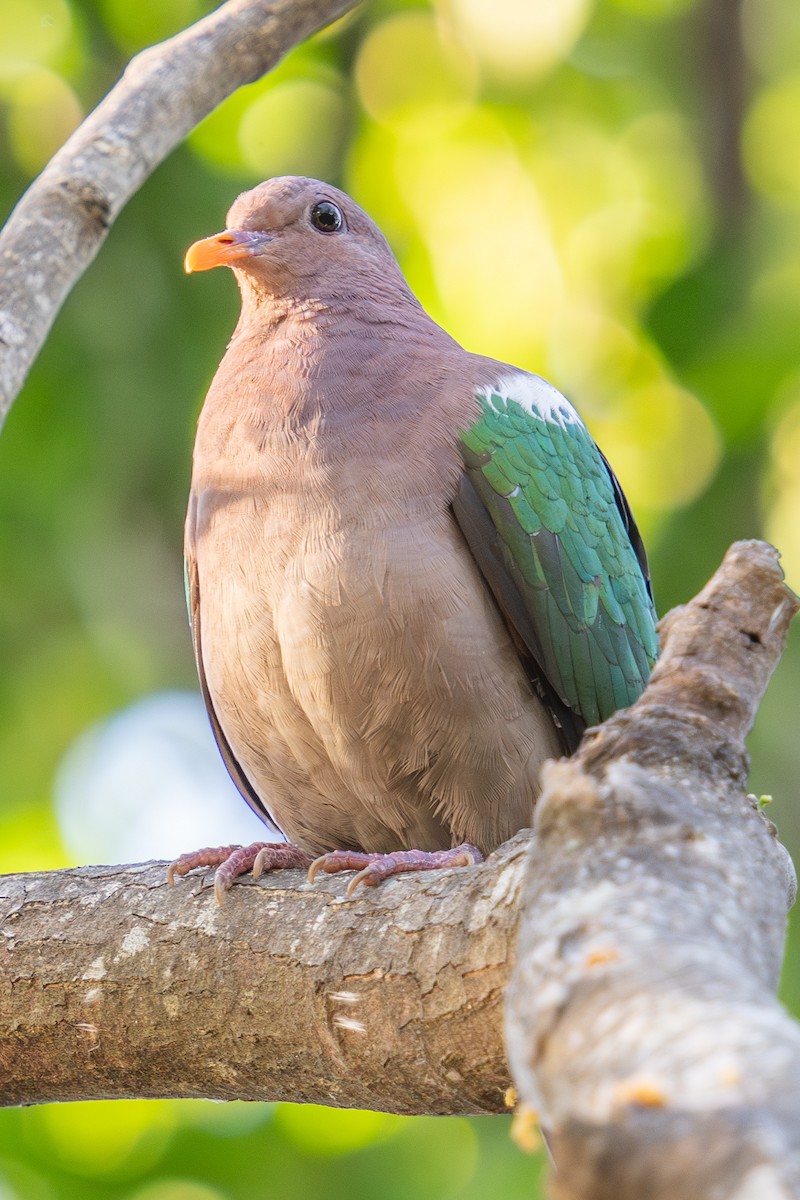 holub hnědohlavý - ML592108311