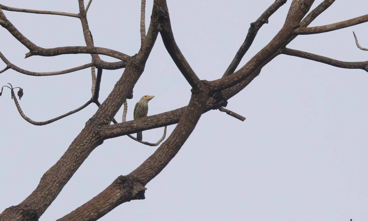 Lineated Barbet - Richard Webber