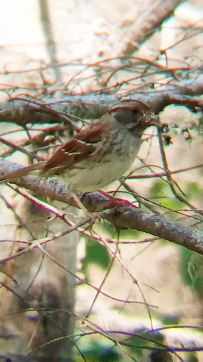 White-throated Sparrow - ML592108821