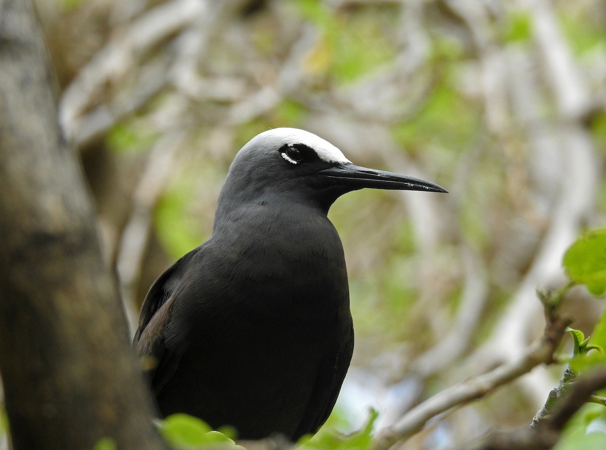 Black Noddy - ML592109121