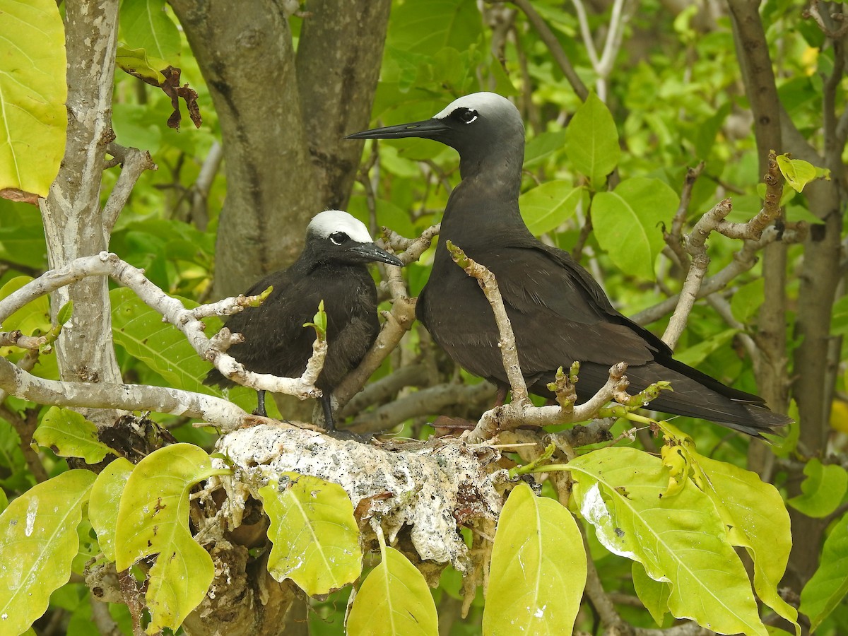 Black Noddy - ML592109151