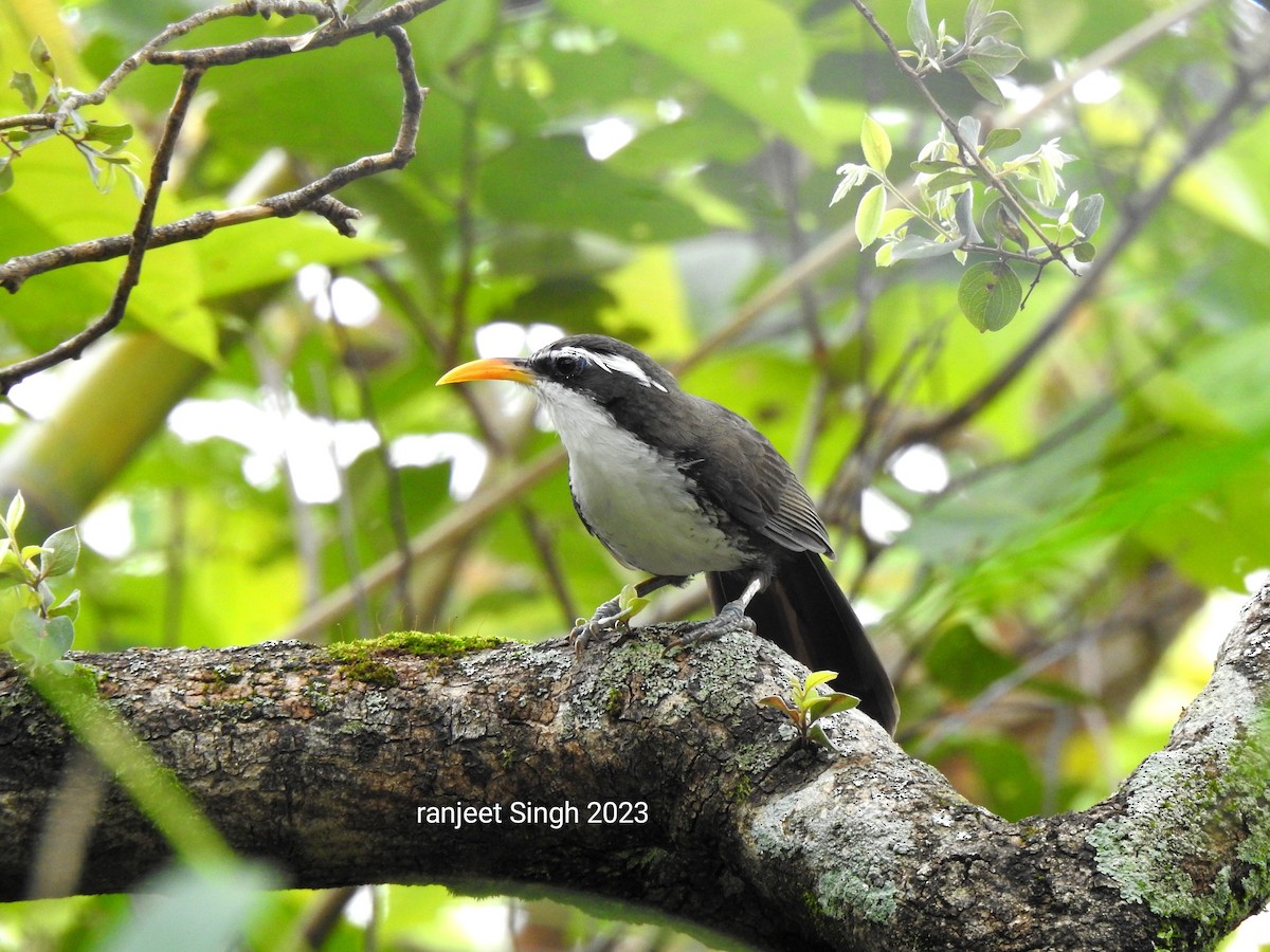 Indian Scimitar-Babbler - Ranjeet Singh