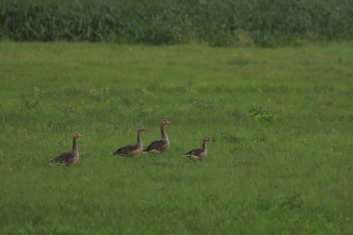 Graylag Goose - Grzegorz Burkowski