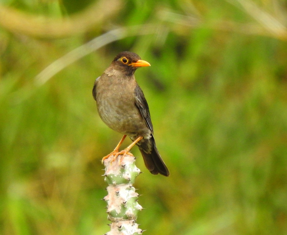 Indian Blackbird - ML592109971