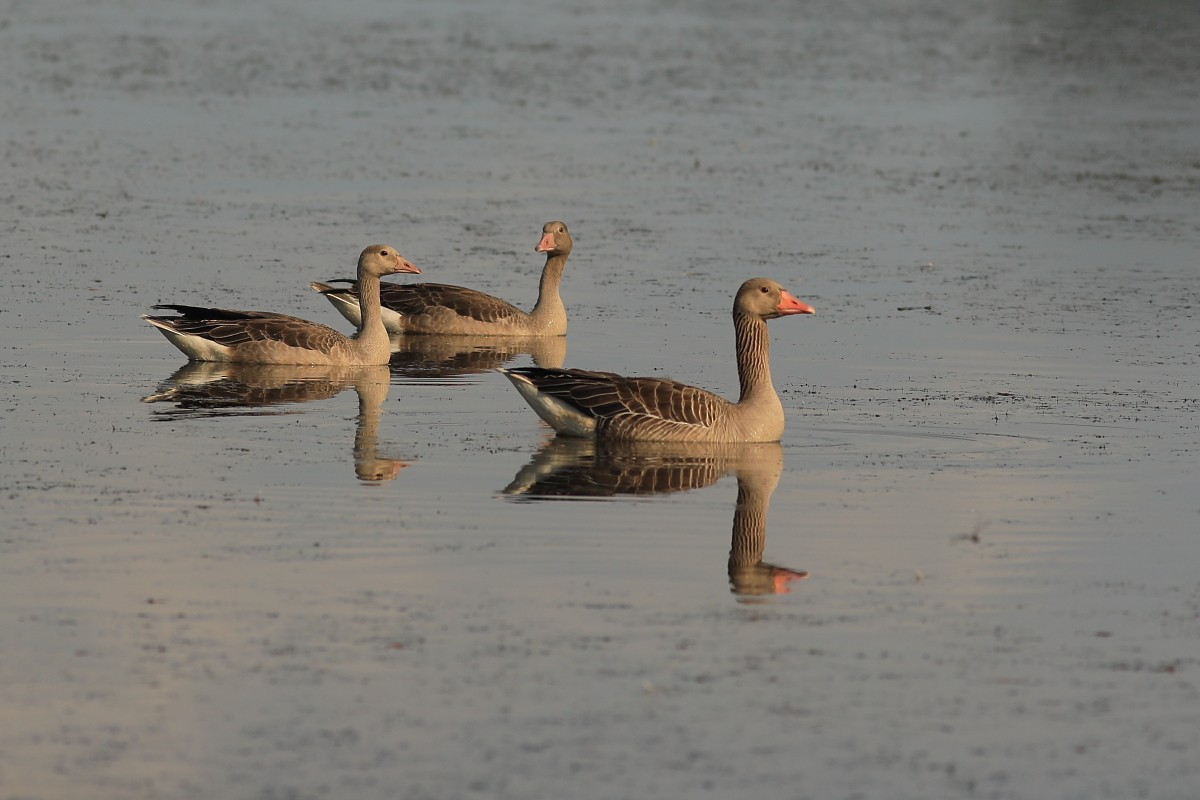 Graylag Goose - Grzegorz Burkowski