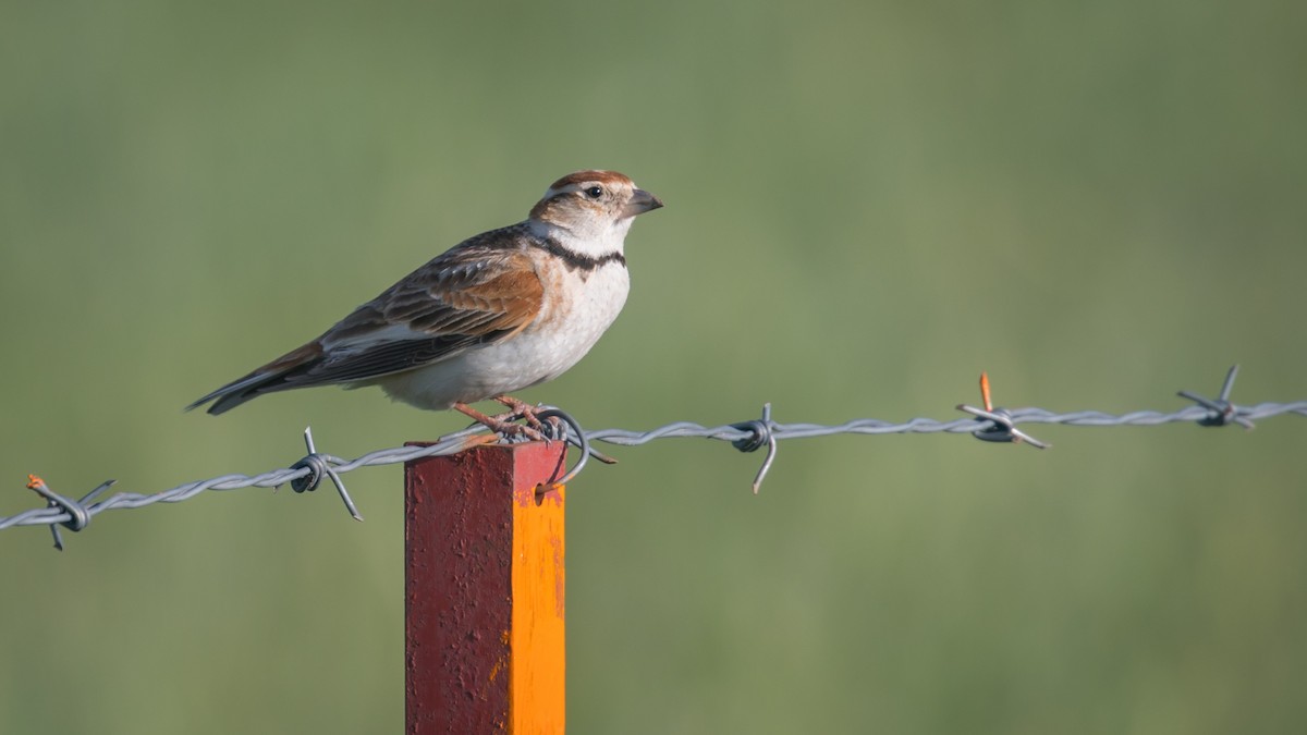 Mongolian Lark - ML592110531