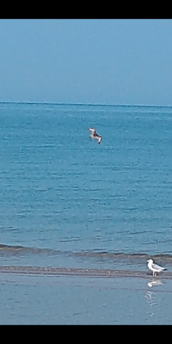 Marbled Godwit - Ron and Gwen Shavalier