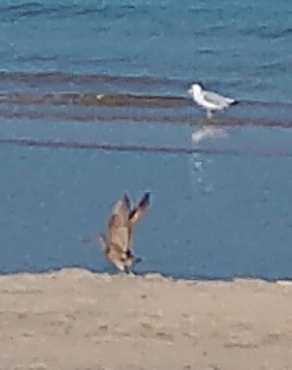 Marbled Godwit - ML592110901