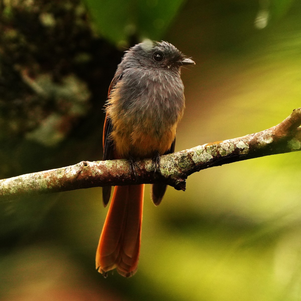 Blue-headed Fantail - Roberto Yniguez