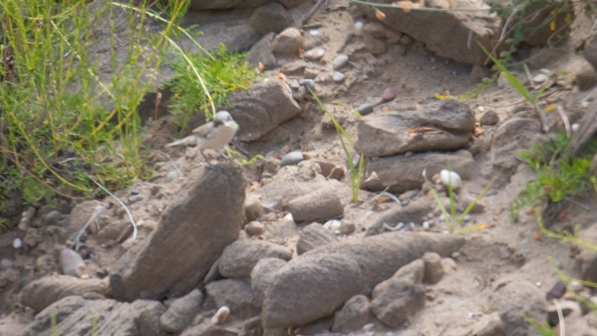 Lesser Whitethroat (Gansu) - ML592111831