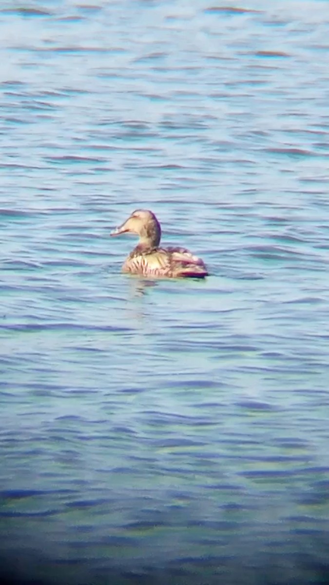 Common Eider - ML592112001