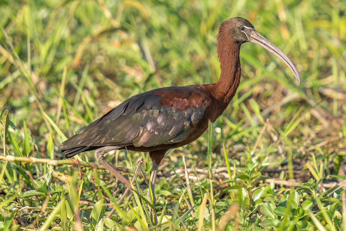 Glossy Ibis - ML592112141