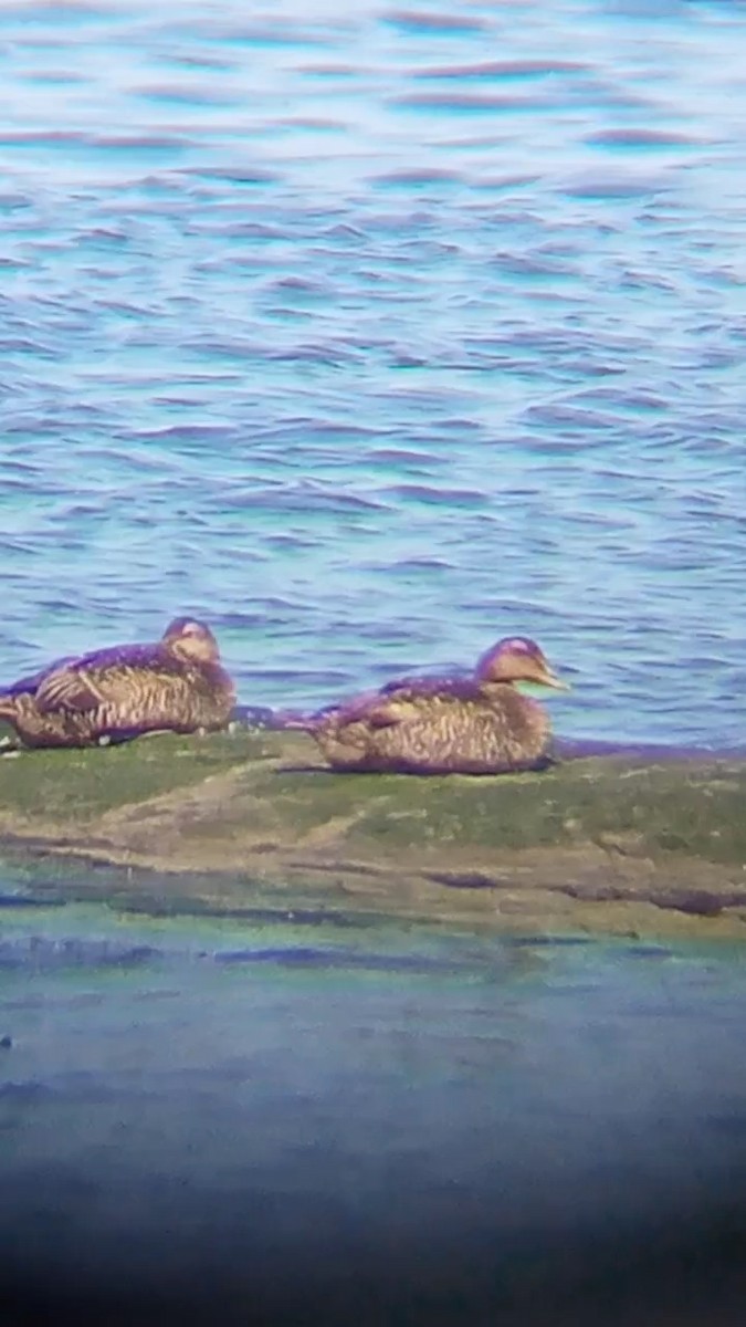 Common Eider - ML592112171