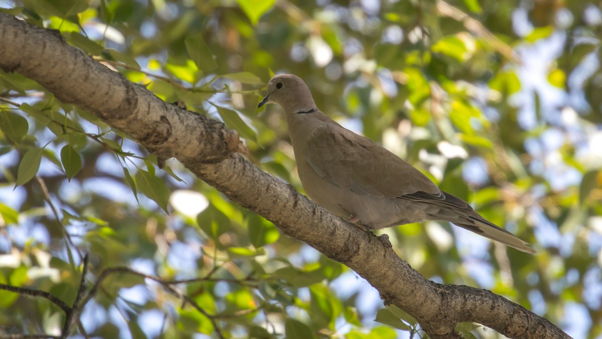 Eurasian Collared-Dove - ML592112261