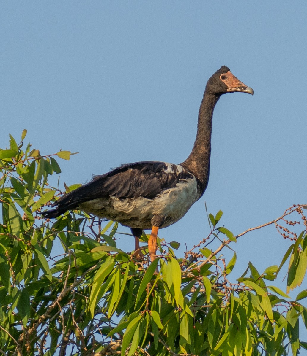 Magpie Goose - ML592112371