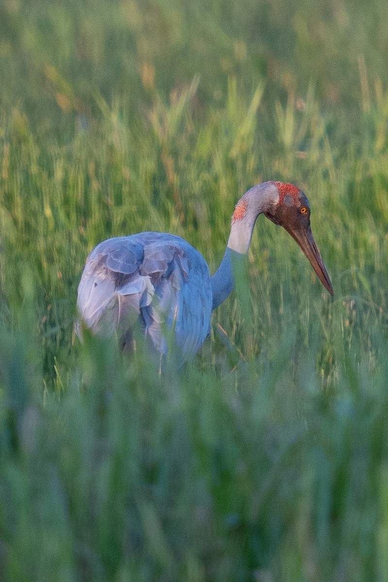 Brolga - ML592112421