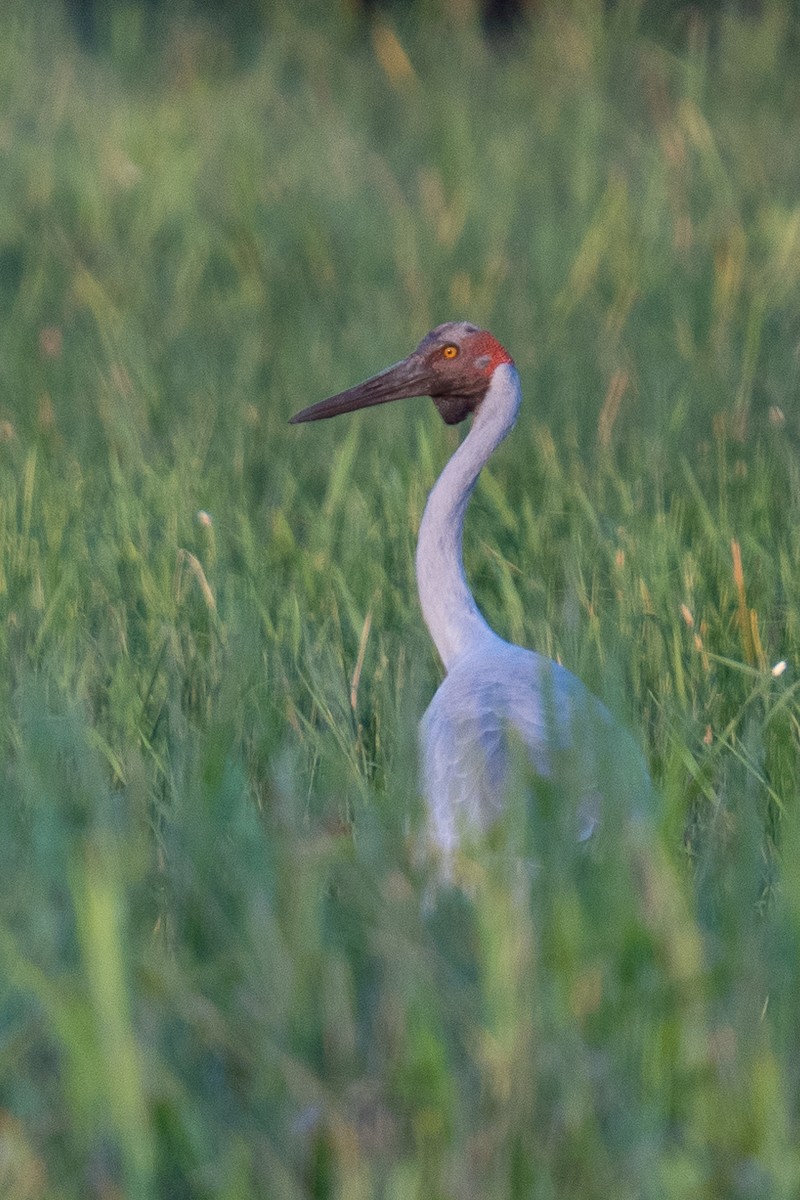 Brolga - ML592112431