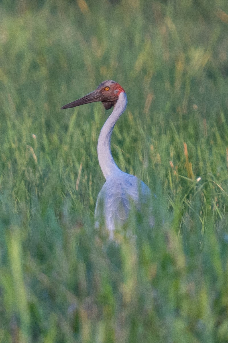 Brolga - ML592112441