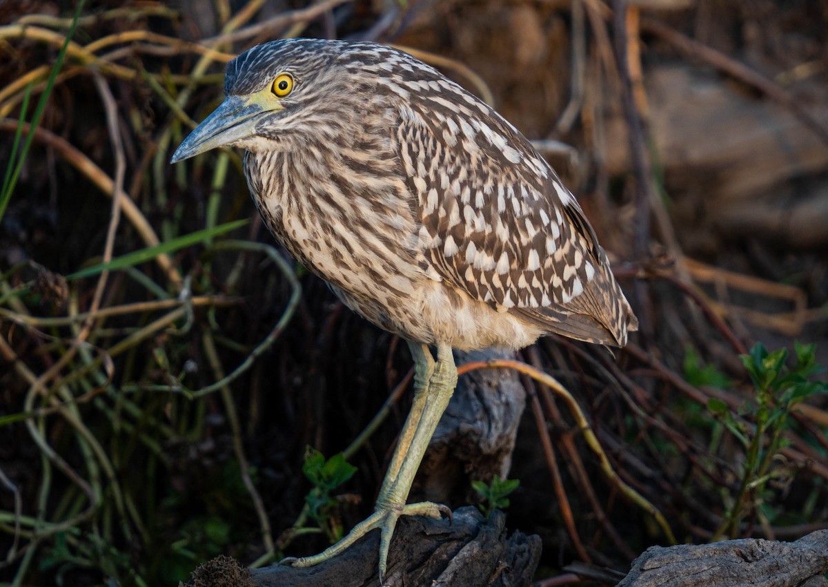 Nankeen Night Heron - ML592112461