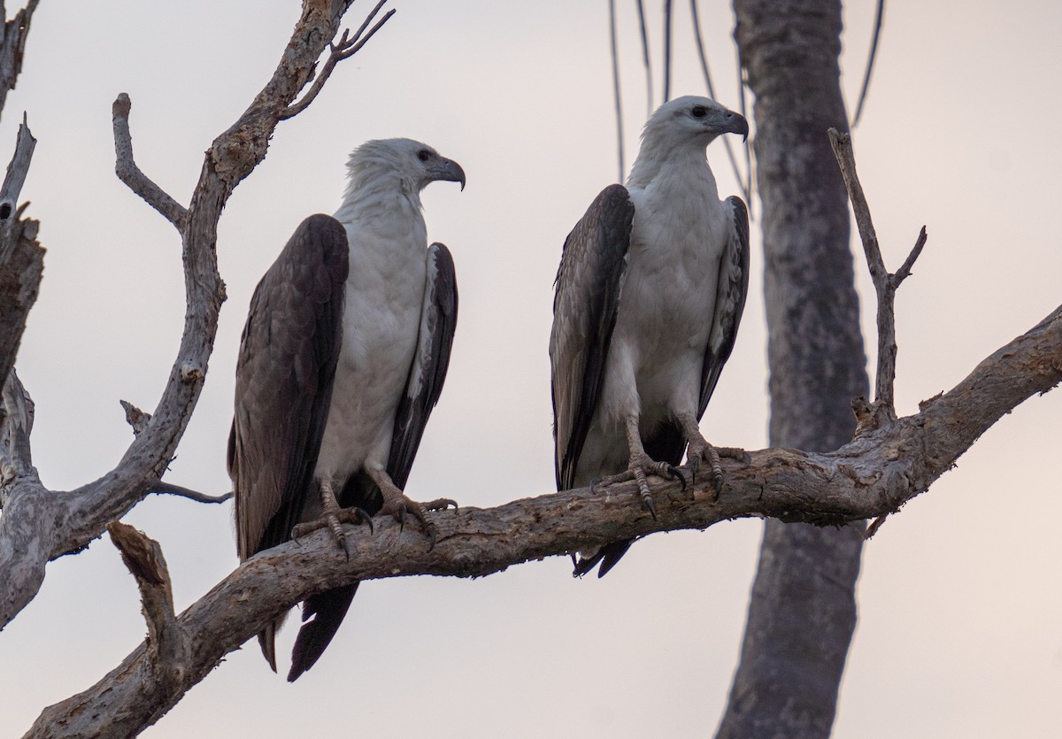 White-bellied Sea-Eagle - ML592112511