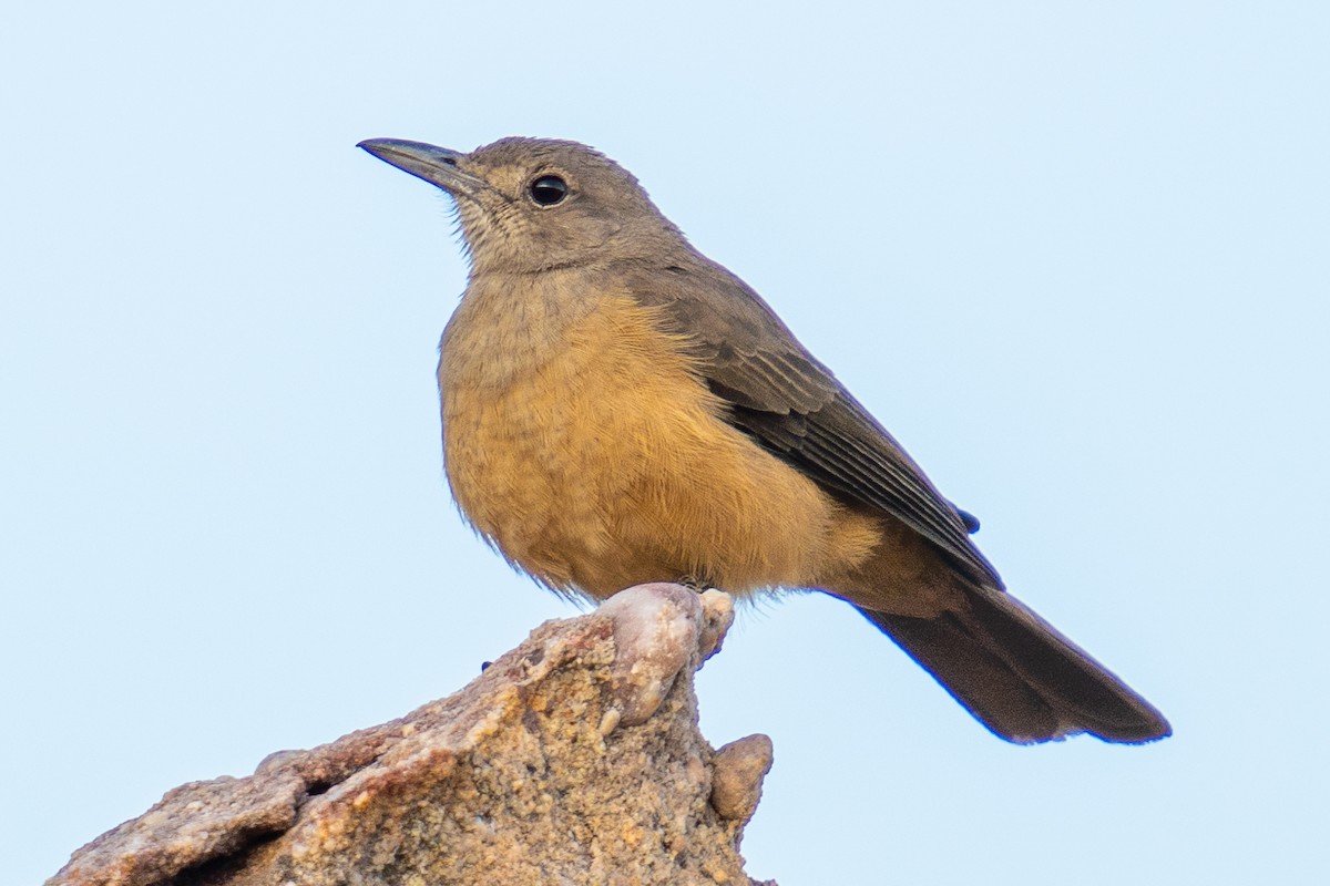 Sandstone Shrikethrush - ML592112861