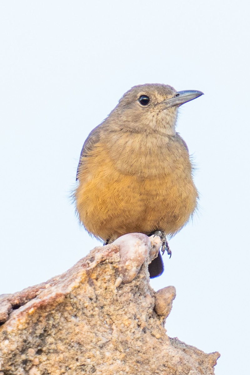 Sandstone Shrikethrush - ML592112871