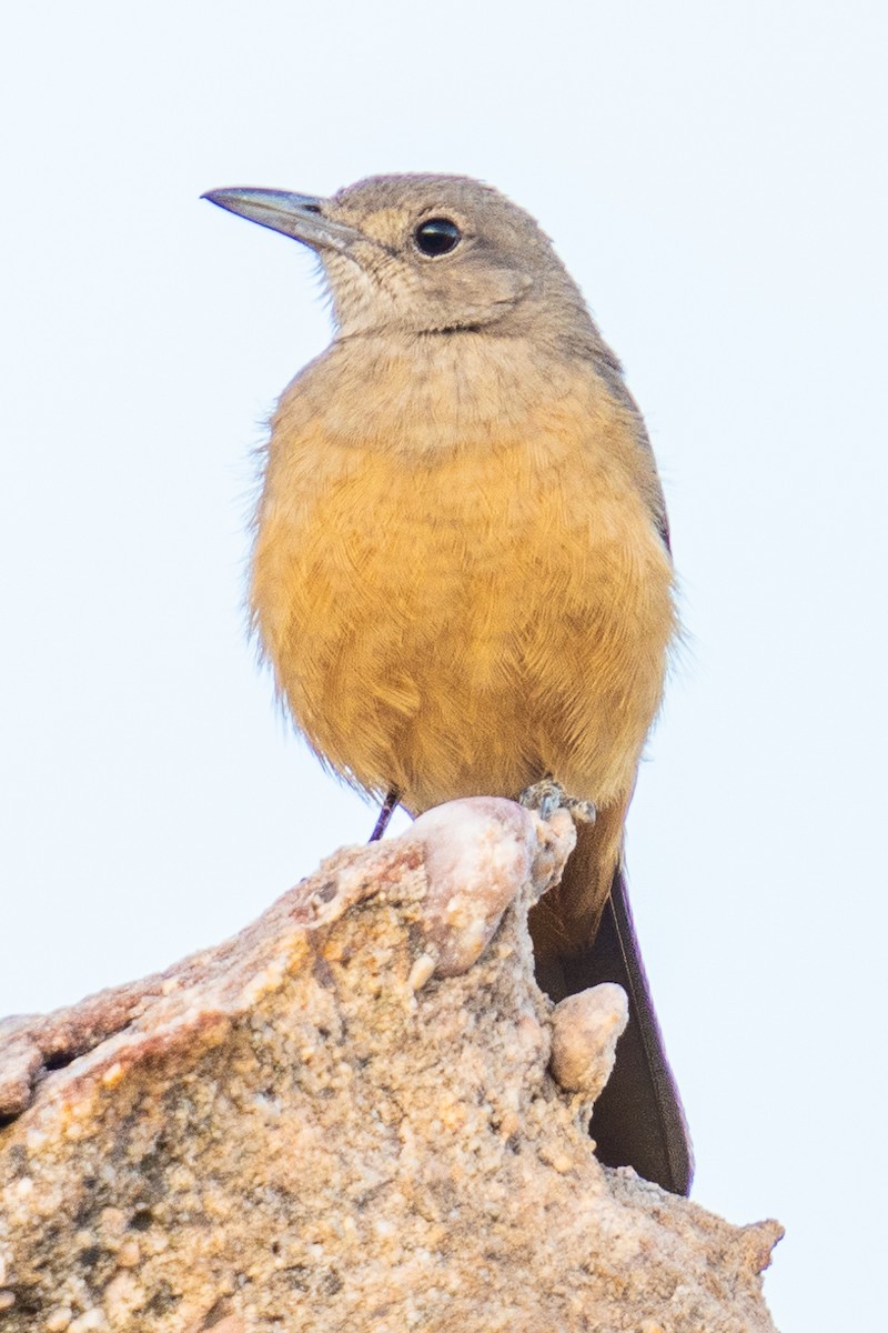 Sandstone Shrikethrush - ML592112881