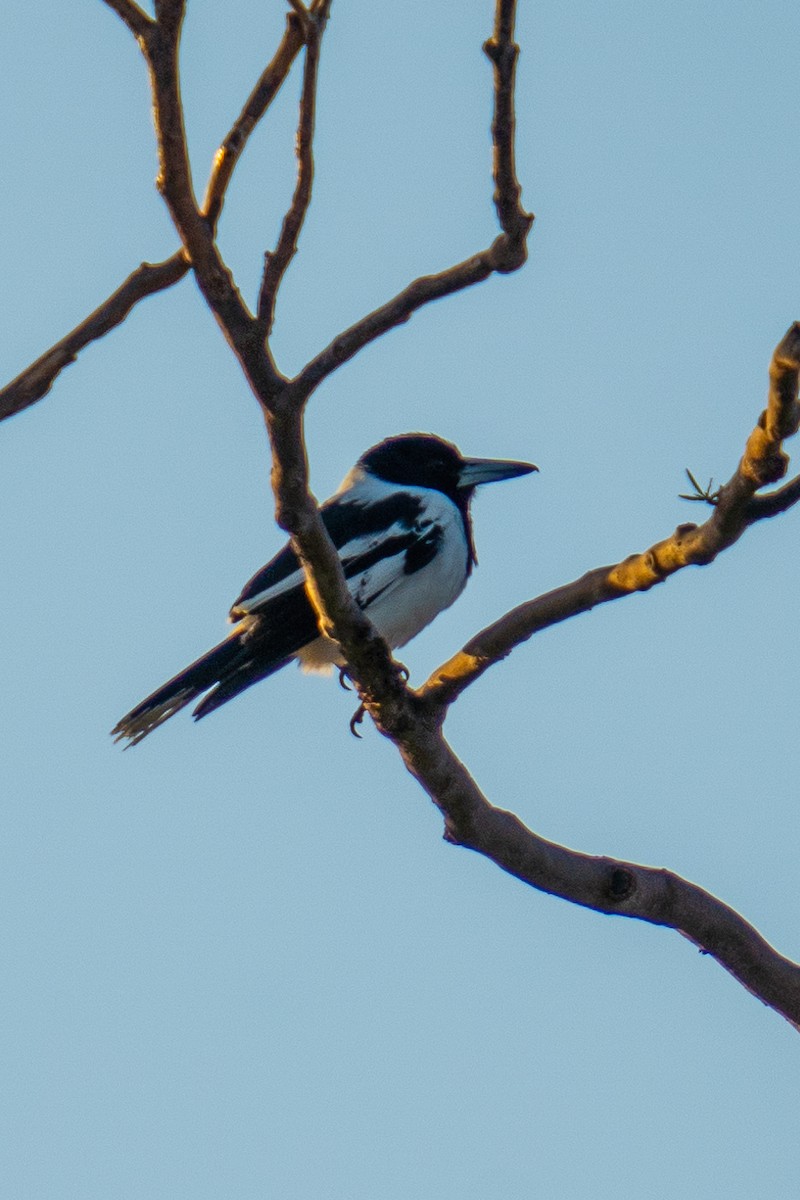 Pied Butcherbird - ML592112891