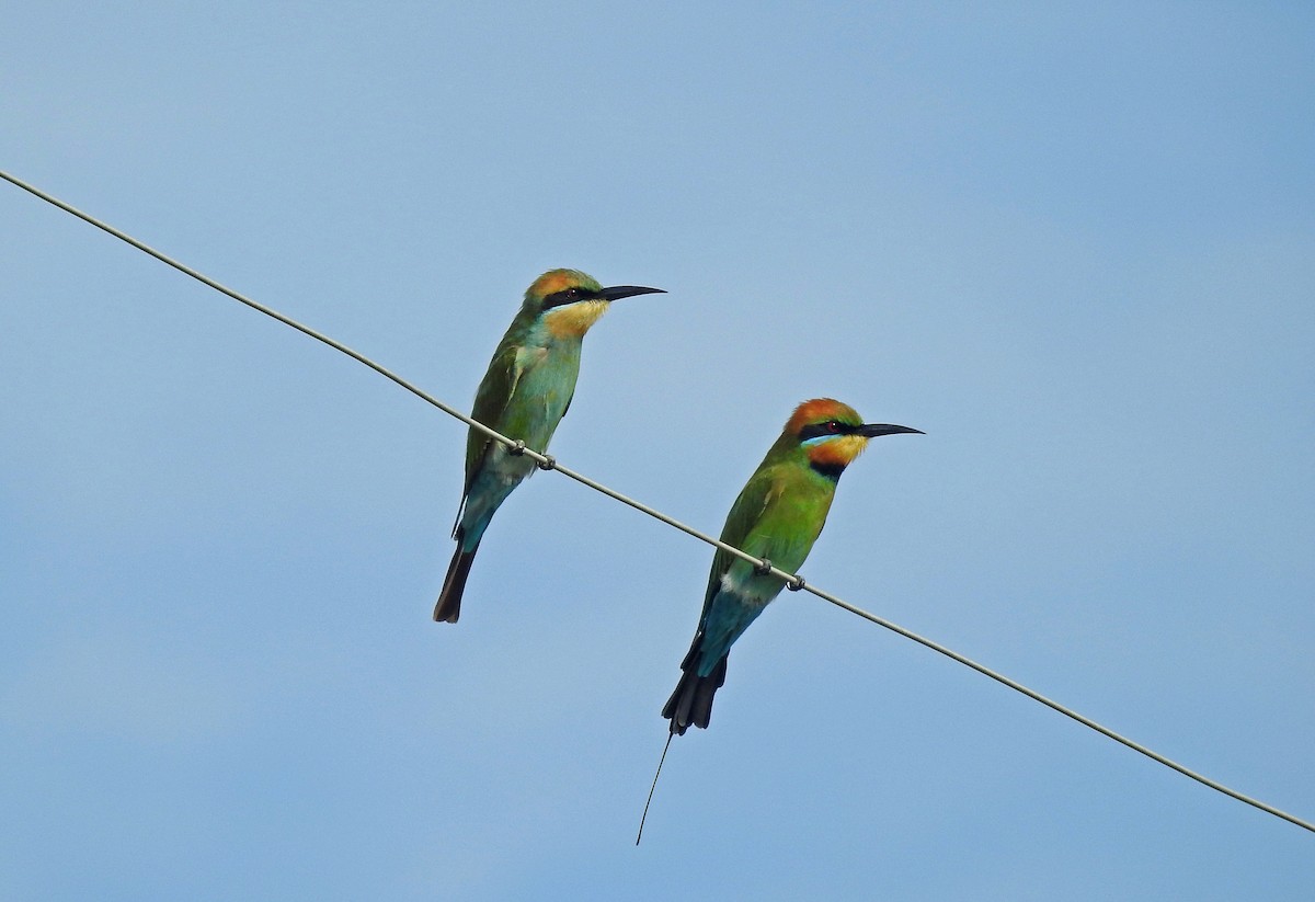 Rainbow Bee-eater - ML592112911